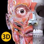 3D Bones and Organs (Anatomy)